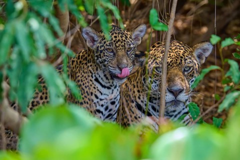 Two jaguars a young in the jungle, one licking its lips while looking out of its hiding place,