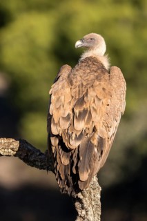 Griffon Vulture (Gyps fulvus) perched on a tree branch, Andalusia, Spain