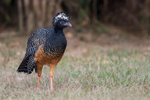 Bare-faced Curassow (Crax fasciolata) in the Pantanal region of Brazil