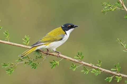 White-naped Honeyeater (Melithreptus lunatus), Victoria, Australia