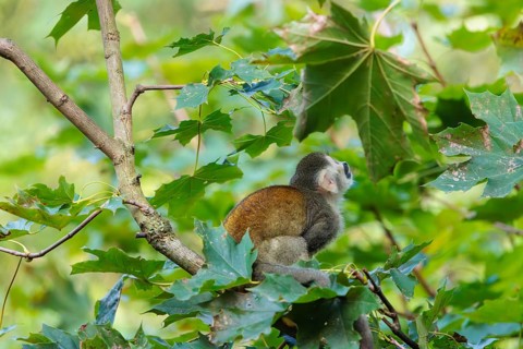 A Central American squirrel monkey (Saimiri oerstedii) looks for food in a green bush. Costa Rica,