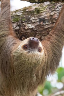 Male two toed sloth (Choloepus didactylus) hanging upside down and climbing on almond tree. Beach,