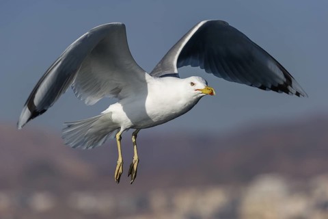 Caspian Gull (Larus cachinnans) flying, Eilat, Israel
