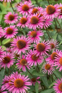 Red coneflower (Echinacea purpurea 'Pica Bella'), Weihenstephan Gardens, Federal Republic of