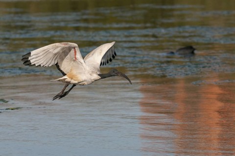 African Sacred Ibis (Threskiornis aethiopicus) flying, Western Cape, South Africa