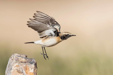 Desert Wheatear (Oenanthe deserti homochroa) taking flight, Eilat, Israel