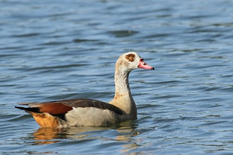 Egyptian Goose (Alopochen aegyptiaca), Lower Saxony, Germany