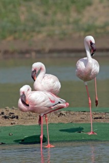 Pink flamingo (Phoenicopterus roseus), flamingo, captive, Münster, North Rhine-Westphalia, Germany