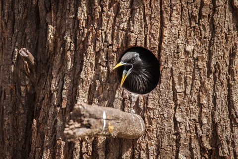 Spotless Starling (Sturnus unicolor), on nest, Castile-La Mancha, Spain