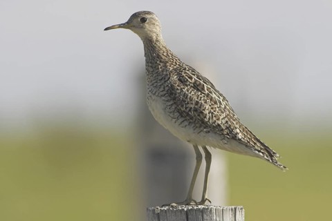 Upland Sandpiper (Bartramia longicauda), Alberta, Canada