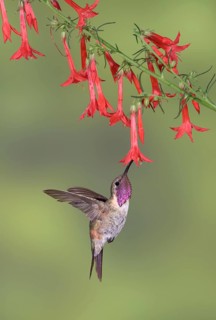 Lucifer Sheartail (Calothorax lucifer) male feeding on flower nectar, Texas, USA