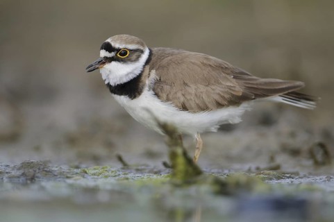 Little Ringed Plover (Charadrius dubius), Thuringia, Germany