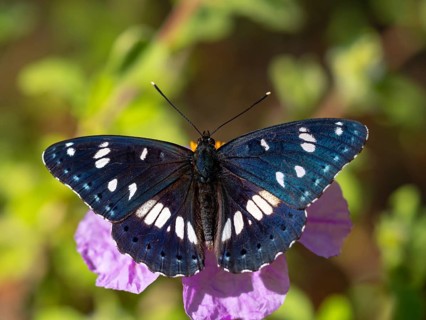 Limenitis reducta, (Limenitis reducta), Southern White Admiral, butterfly, butterfly, Lesbos,