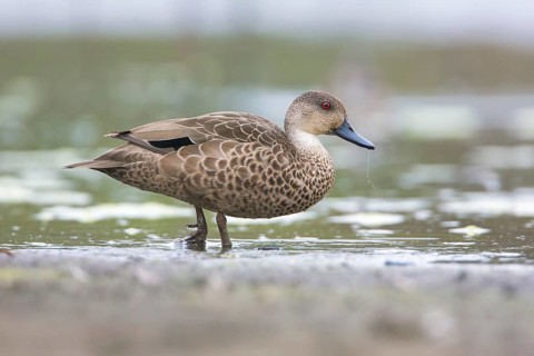 Grey Teal (Anas gracilis), Victoria, Australia