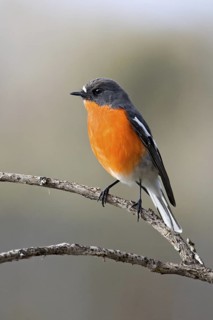 Flame Robin (Petroica phoenicea) male, Australian Capital Territory, Australia