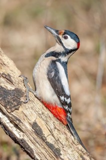 A bird with red and black feathers sits on a branch. Great woodpecker (Dendrocopos major) . Lower