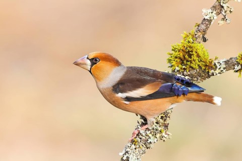 Hawfinch (Coccothraustes coccothraustes), male sitting attentively on a branch covered with lichen,