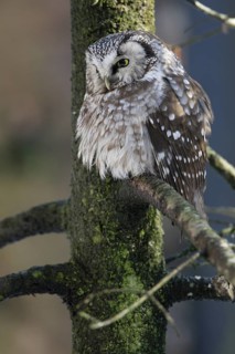 Rauhfusskauz; lat. Aegolius funereus; aufgeplustert dicht am Baumstamm sitzend