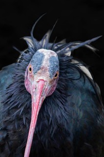 Northern Bald Ibis (Geronticus eremita), portrait, black background, Schönbrunn Zoo, Vienna,
