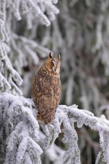 Long-eared owl (Asio otus), sitting on a spruce branch covered with snow and hoarfrost in a winter