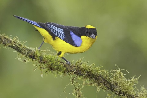 Blue-winged Mountain Tanager (Anisognathus somptuosus), Ecuador