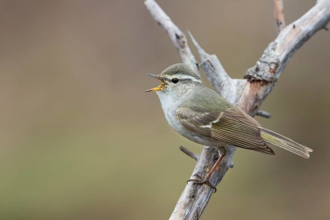 Yellow-browed Warbler - Gelbbrauen-Laubsänger - Phylloscopus inornatus, Russia (Ural)