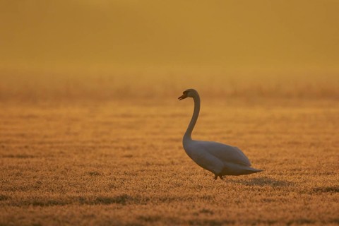 Whooper Swan (Cygnus cygnus), North Rhine-Westphalia, Germany