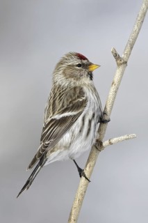 Common Redpoll (Acanthis flammea), Ontario, Canada