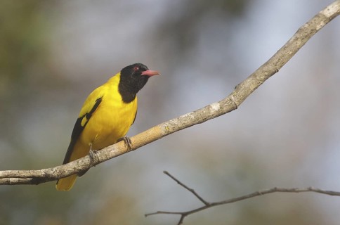 Black-hooded Oriole (Oriolus xanthornus), Huai Kha Khaeng, Thailand