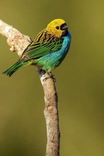 Gilt-edged Tanager (Tangara cyanoventris) perched on a branch in the Atlantic Rainforest Region of