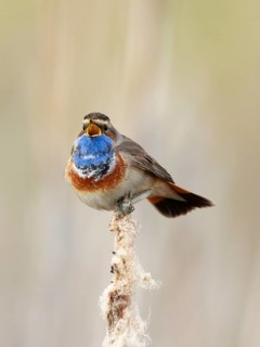 Bluethroat (Luscinia svecica cyanecula) male singing from cattail, Netherlands