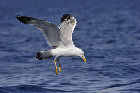 Yellow-legged Gull (Larus michahellis) flying, Eilat, Israel