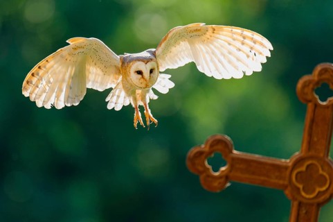 Flying barn owl (Tyto alba), Gerolstein, Rhineland-Palatinate, Germany