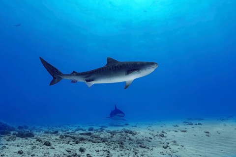 A majestic tiger shark swims gracefully above the sandy ocean floor in the Maldives, showcasing its