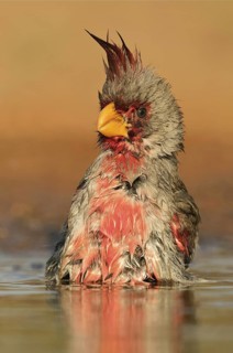 Pyrrhuloxia (Cardinalis sinuatus) male, Texas, USA