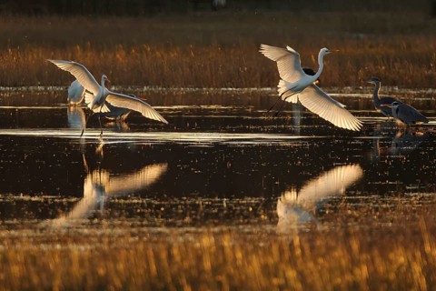 Egrets and herons gracefully taking flight over a tranquil wetland, their reflections shimmering in
