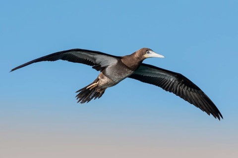Brown Booby (Sula leucogaster) flying, Eilat, Israel