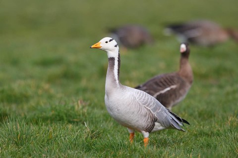 Bar-headed Goose & Greater White-fronted Goose (Anser indicus & Anser albifrons), Netherlands