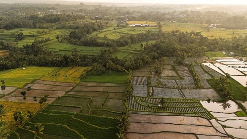 A golden sunrise illuminates the vibrant rice terraces of rural Indonesia. The patchwork of green