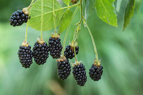 Gooeless blackberry (Rubus fruticosus BABY CAKES), Cambridge Botanical Garden, Germany