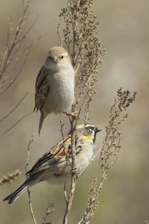 Dead Sea Sparrow (Passer moabiticus) pair, Turkey