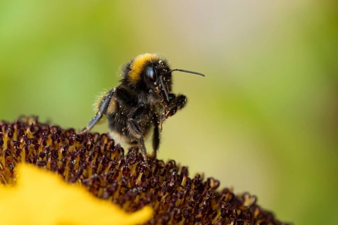 Buff tailed bumblebee (Bombus terrestris) adult bee insect on a garden sunflower flower in summer,