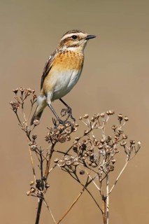 Whinchat (Saxicola rubetra) female, Brandenburg, Germany
