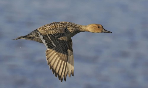 Northern Pintail (Anas acuta) female flying, British Columbia, Canada