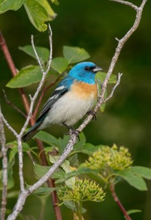 Lazuli Bunting (Passerina amoena) male perched on a branch, British Columbia, Canada