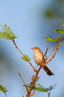 Striped Prinia, (Prinia gracilis), animal, animals, bird, birds, perching site, biotope, breeding
