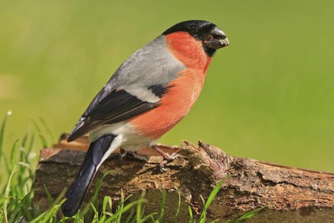 Eurasian Bullfinch (Pyrrhula pyrrhula) male, Germany