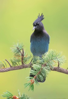Steller's Jay (Cyanocitta stelleri) perched on a conifer branch, Colorado, USA