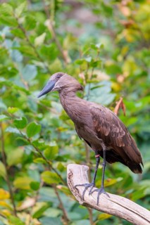 A hamerkop (Scopus umbretta) stands on a branch of a tree. Green vegetation can be seen in the