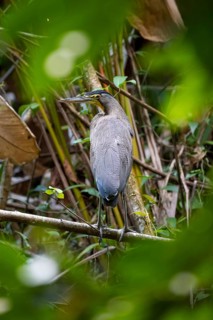 Bare-throated Night Heron (Tigrisoma mexicanum), Corcovado National Park, Osa Peninsula, Puntarena